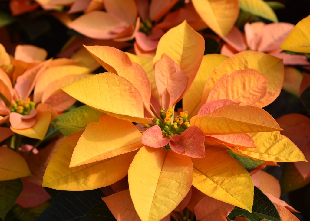 Abundant poinsettia colors bring beauty to holidays The Panolian