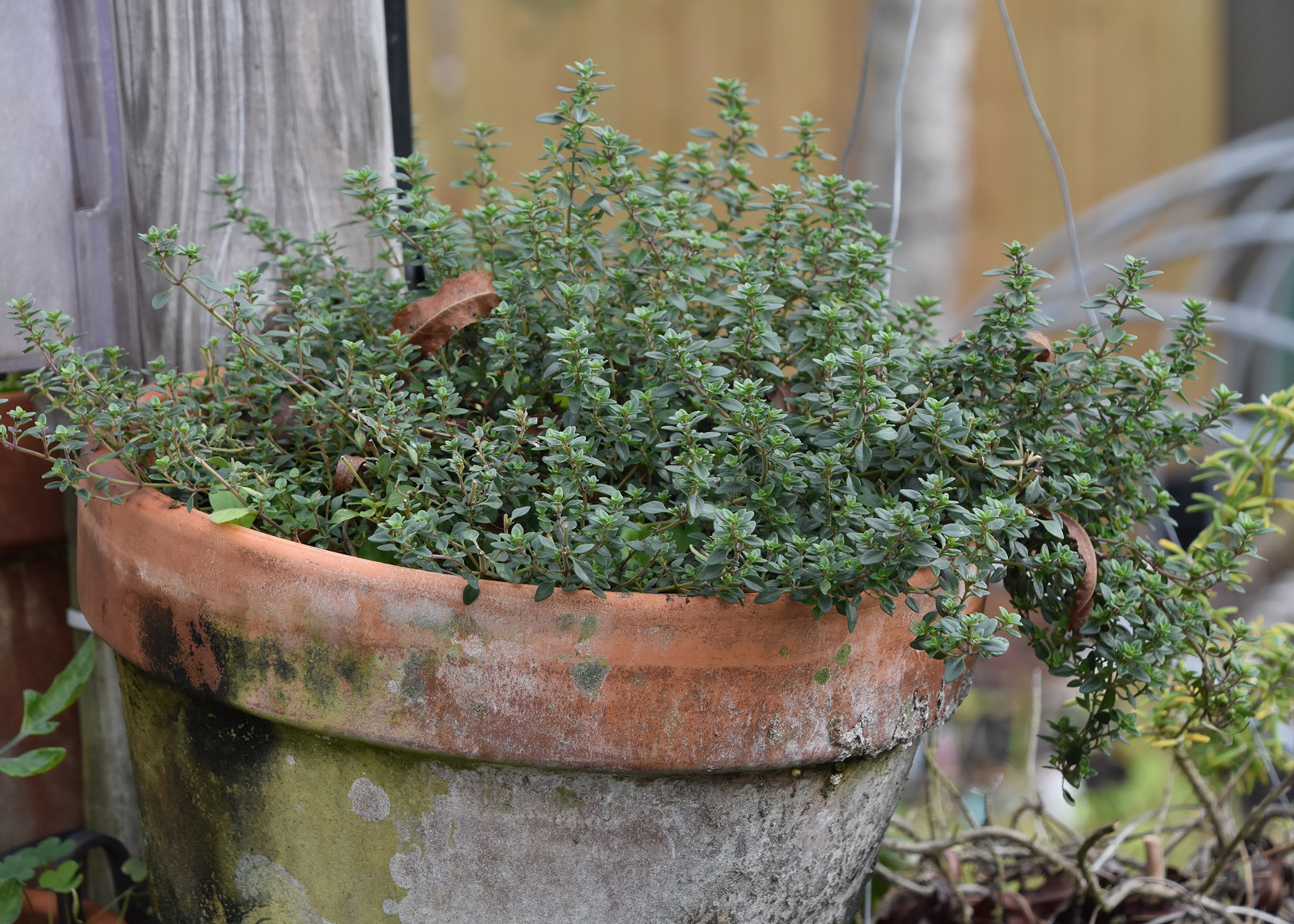 Try rosemary and thyme in home gardens, containers The Panolian The