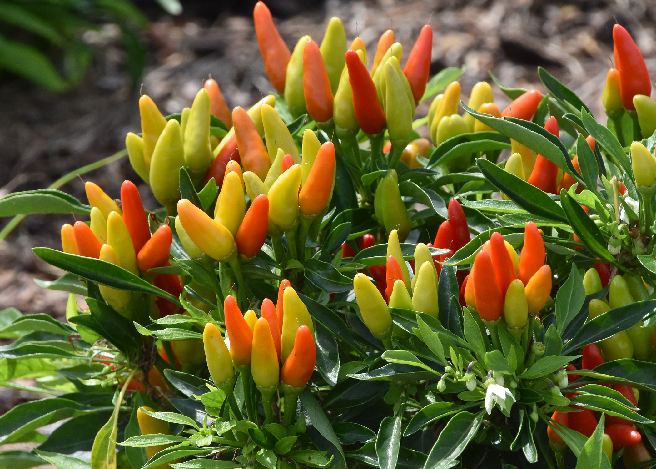 Ornamental peppers are hot in garden, on tables The Panolian The
