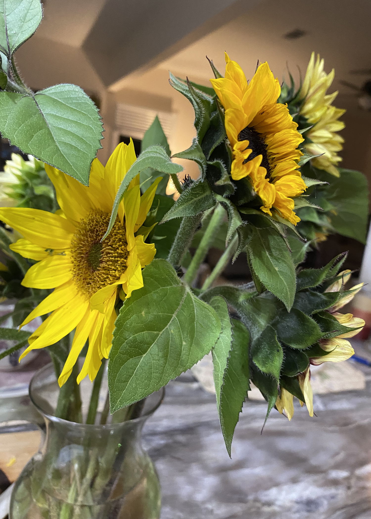 How to sow sunflowers in successful succession The Panolian The Panolian