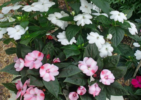 SunPatiens are ideal choices for gardens The Panolian The Panolian