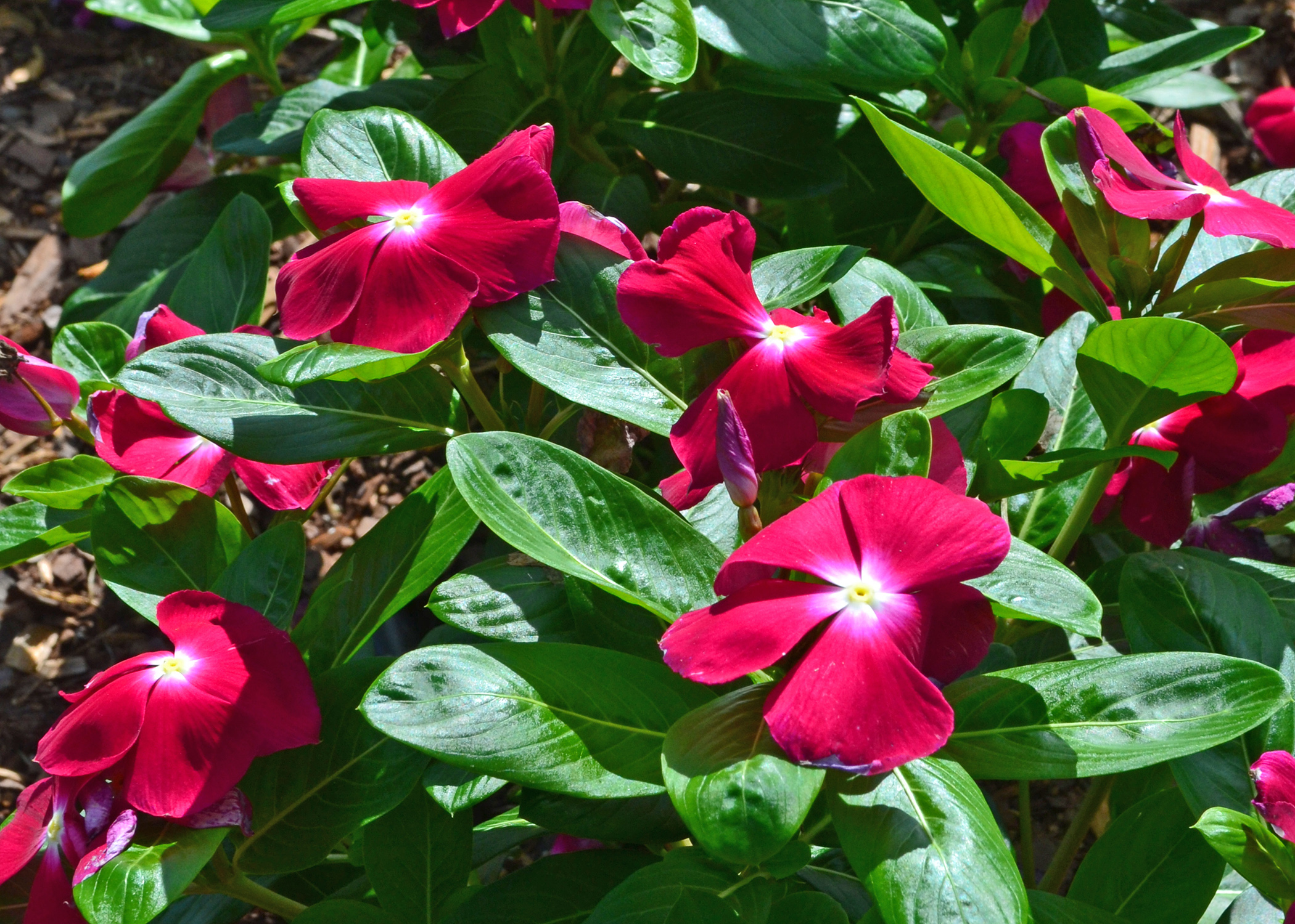 Versatile vincas add garden interest, beauty The Panolian The Panolian